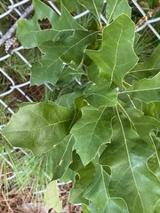 Quercus prinoides