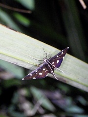 Bocchoris inspersalis