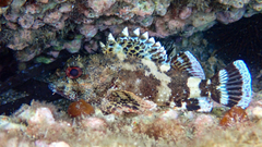 Scorpaena maderensis