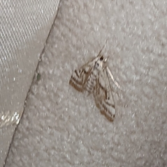 Parapoynx badiusalis