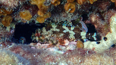 Scorpaena maderensis