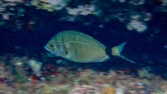 Diplodus puntazzo