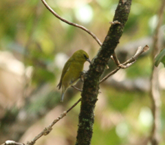 Chlorodrepanis stejnegeri