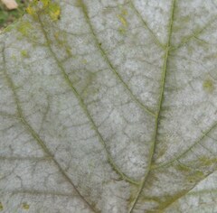 Erysiphaceae