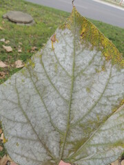 Erysiphaceae