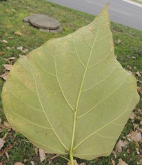 Erysiphaceae