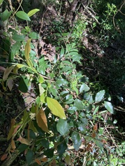 Xylosma pseudosalzmannii