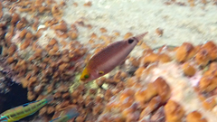 Symphodus mediterraneus