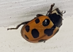 Ceratomegilla notata