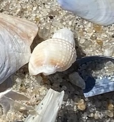 Ilyanassa trivittata