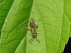 Agapostemon virescens