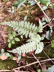 Arachniodes aristata