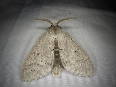 Cnethodonta grisescens