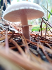 Cystoderma carcharias