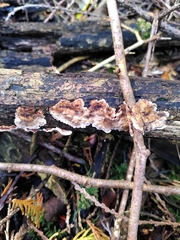 Stereum sanguinolentum