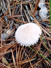 Cystoderma carcharias