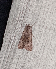 Syngrapha viridisigma