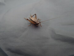 Loxoblemmus arietulus