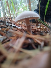 Cystoderma carcharias