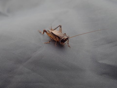 Loxoblemmus arietulus