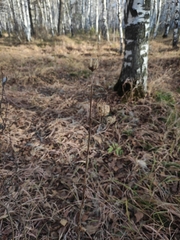 Lilium martagon pilosiusculum