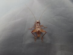 Loxoblemmus arietulus