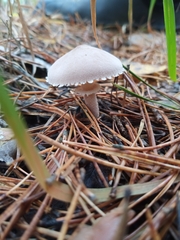 Cystoderma carcharias