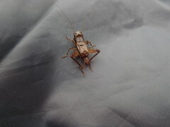 Loxoblemmus arietulus