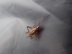 Loxoblemmus arietulus