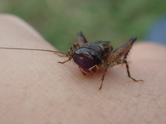 Loxoblemmus arietulus