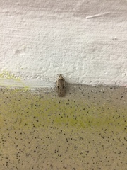 Agonopterix ocellana