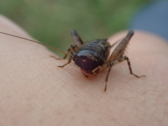 Loxoblemmus arietulus