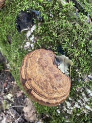 Mensularia radiata