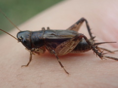 Loxoblemmus arietulus