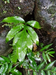 Leptochilus ellipticus