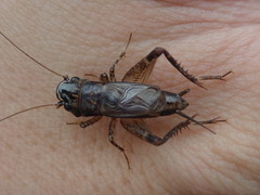 Loxoblemmus arietulus