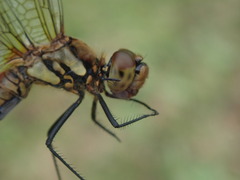 Odonata