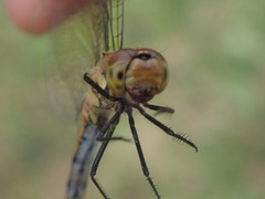 Odonata