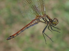 Odonata