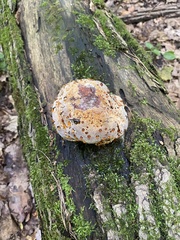 Pseudoinonotus dryadeus