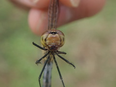 Odonata