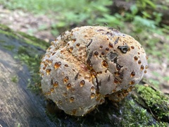 Pseudoinonotus dryadeus