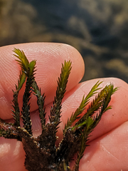 Fissidens grandifrons