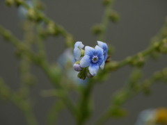 Cynoglossum