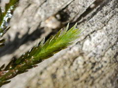 Fissidens grandifrons