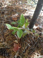 Aronia arbutifolia