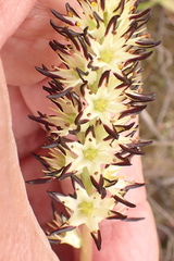 Wurmbea spicata