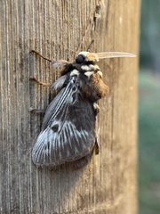 Megalopyge albicollis