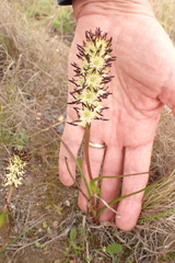 Wurmbea spicata