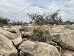 Echinocereus stramineus